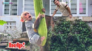 Baby Monkey Kyo: Dad, please help me!