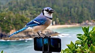LIVE! BIRD & RED SQUIRREL CAM Cove View Livestream New Brunswick  19 June 2025 #asmr  #cattv