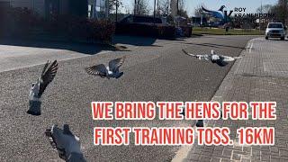We Bring The Hens For the First Training Toss 16km | Racing Pigeons |