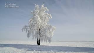 Dmitry Timofeev Birch under the snow I