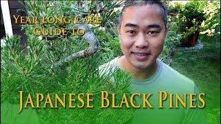 A yearly guide to Japanese Black Pine Bonsai Care