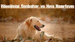 Köpeğinizi Sonbahar ve Kışa Hazırlayın