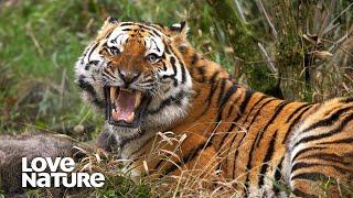 Starving Tiger Mom Pulls Off EPIC Ambush to Feed Cubs | Love Nature