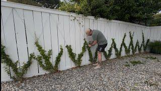 Planting A Hydrangea, Espalier & Topiary Cleanup 🪴|| Visit Our Garden