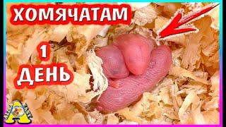 Роды хомяка кэмпбелла / Хомячатам 1 день / Персиковые - Орешки)) / Alisa Easy Pets