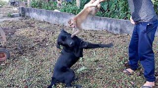 little monkey scared of the dog, so he jumped on the Father