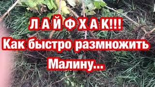 ЛАЙФХАК!!! Как быстро размножить малину...