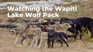 Wapiti Wolves in Yellowstone Late Fall