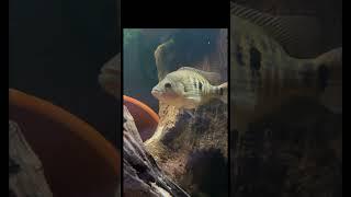 Jon Bon the Dovii is Growing Fast!  | Jay’s Cichlids
