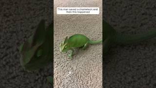 This man saved a chameleon and then this happened. #animalshorts #shortvideo