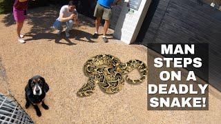MAN STEPS ON DEADLY SNAKE!