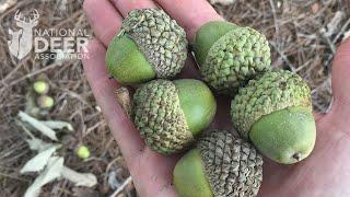 How to Make Oak Trees Produce More Acorns for Deer. It's Not What You Might Think.