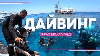 Дайвинг в Красном Море: заповедник «Рас Мохаммед» | Экскурсии в Шарм Эль Шейхе