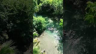 Forest dream