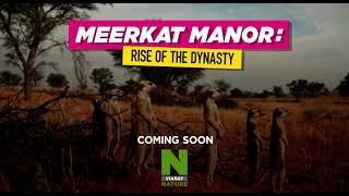 Meerkat Manor Rise of the Dynasty - COMING SOON to Viasat NATURE