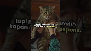 10 Fakta Unik Tentang Kucing yang Jarang Diketahui!