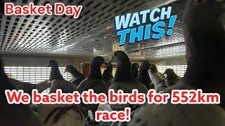 Watch This | We basket The Birds for 552km Race | Checking all the old birds! | Racing Pigeons |