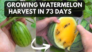 Grow yellow watermelon in 73 days | From seed to harvest!