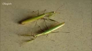 Meeting two mantises - a fight is inevitable