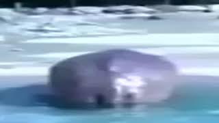 ШОК!!! БЕГЕМОТ СРЕТ ПОД ДАПСТЕМ С СУПЕР БАССАМИ