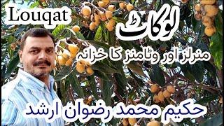 Louqat || لوکاٹ || Eriobotrya japonic Crataegus bibas || Mespilusjaponica ||  Photinia japonica ||