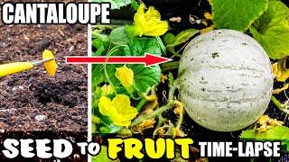 Growing Cantaloupe Plant From Seed To Melon (101 Days Time Lapse)