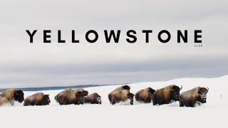 Yellowstone in Winter I Shot in 8K