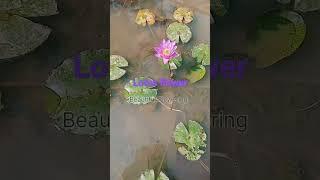 Lotus flower | How to make small pond for Lotus and water lily flower  #shorts
