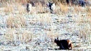 Incredible Attempt by a Caracal at Hunting Warthogs - Latest Wildlife Sightings