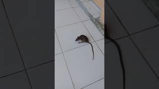 ini akibatnya kalo tikus suka dugem ... mabok mennn ...