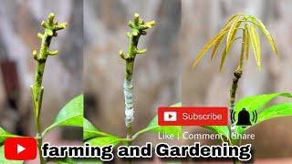 Mango Grafting Easy Technique for beginners। आम गुठली कलम करने का आसन ट्रिक ।farming and gardening