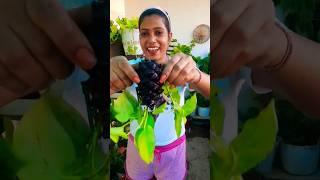 जुगाड़ propagation junction  #gardening #explore #viral #shorts