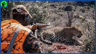 How Do Hunters And Farmers Deal With Thousands Of Ferocious Leopards | Farming Documentary