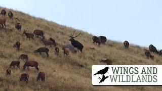 Reds Roaring | Scottish Red Deer | Wings and Wildlands Episode 2