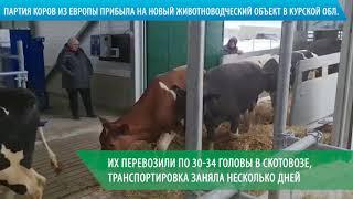 Партия коров из Европы прибыла на новый животноводческий объект в Курской области