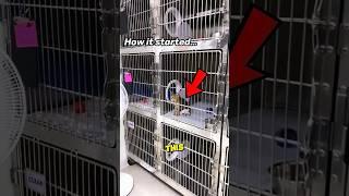 This Kitten Has The Cuttiest MEOWS Of All Time