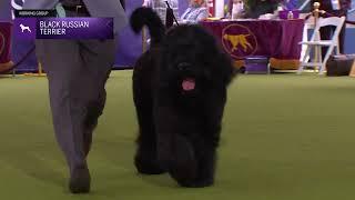 Black Russian Terriers | Breed Judging 2024