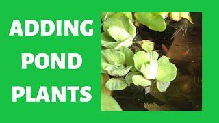 Good Plants for Pond - Floating Plants