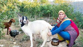 Exploring Iran's Nomadic Life | Milking Goats & Cooking Rustic Meals Over Wood Fire