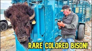 Working Rare Colored Bison!