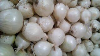 Уборка, сушка и подготовка к хранению белого лука 2021. Cleaning, drying and  storing white onions.