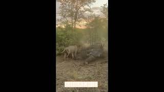 An Injured Lion scares dozens of hyenas - [ Great Footage ]