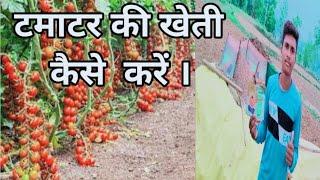 #newvlogs || Tomato Farming || A2Z Farming || Tamatar Ki Kheti Kaise Kare || #Hemwithvlogs || 