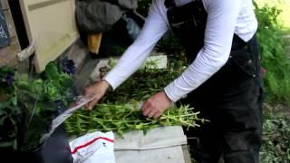 Harvesting Organic Cut Flowers