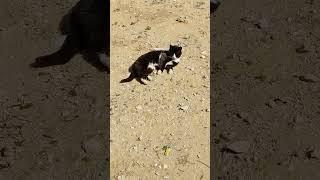 Feral cat relaxing on sand  Funny cats  Cute pets  Beautiful animals  2023