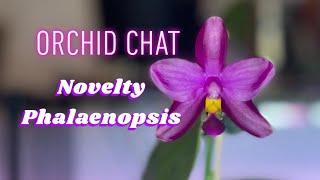 Orchid Chat: Novelty Phalaenopsis Collection