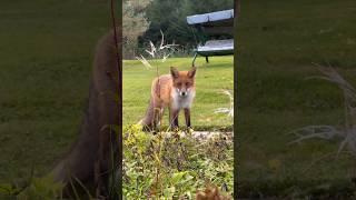 Дикий лис приходит на дачный участок вблизи леса #лиса #nature #fox