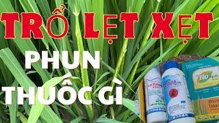 Lúa Đài Thơm 8 trổ lẹt xẹt phun thuốc gì để lúa trúng mùa