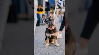 Found these CUTE French Bulldogs  #dogphotography #streetportraits