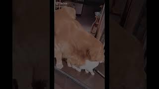 Funny Dog Videos Tik Tok 2020 Смешные животные тик ток 2020| Funny dogs compilation